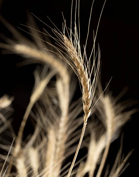 Espigas de trigo sobre un fondo negro —  Fotos de Stock