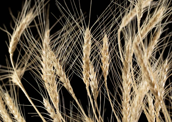 Orelhas de trigo em um fundo preto — Fotografia de Stock