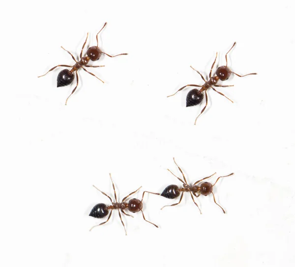 Fourmis sur un mur blanc — Photo