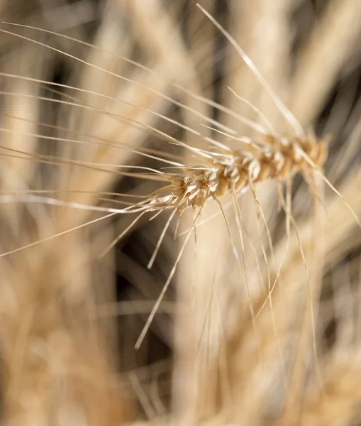 Ears of wheat on a black background — Stock Photo, Image