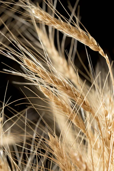 Ears of wheat on a black background — Stock Photo, Image