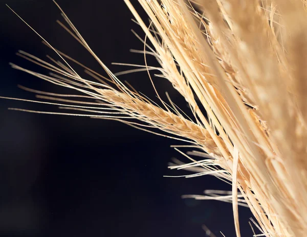 Колосья пшеницы на чёрном фоне — стоковое фото