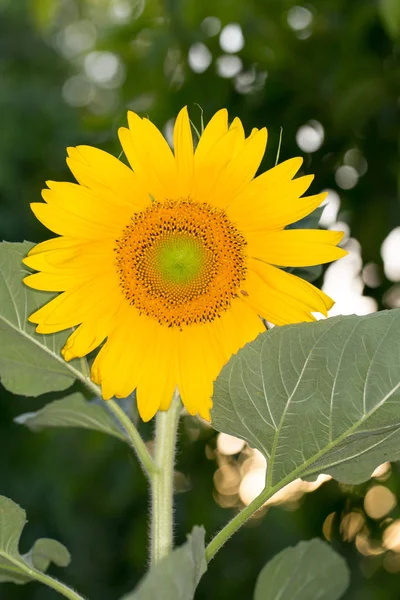 Girasole sulla natura — Foto Stock