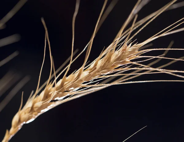 Ears of wheat on a black background — Stock Photo, Image