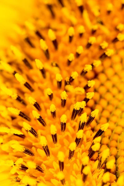 Achtergrond van zonnebloemen. sluiten — Stockfoto