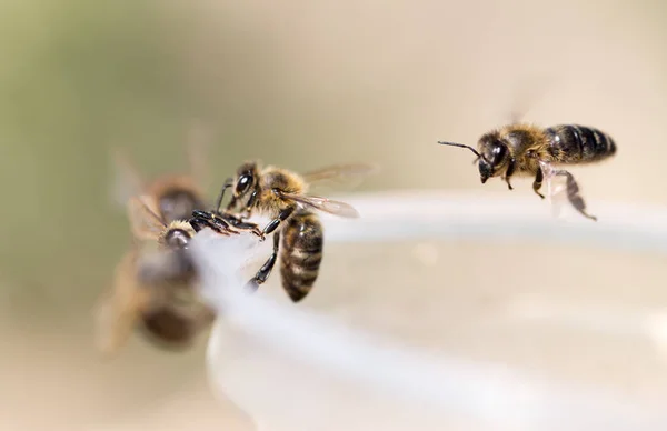 Bee on a plastic cup. close — Stock Photo, Image