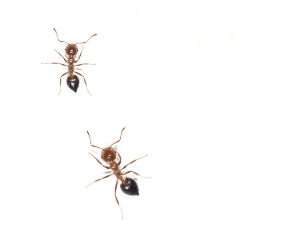 Μυρμήγκια σε ένα λευκό τοίχο. κλείσιμο — Φωτογραφία Αρχείου