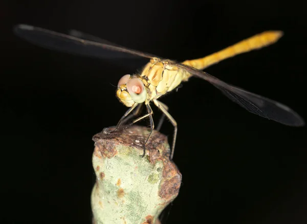 Libelle in der Natur. schließen — Stockfoto
