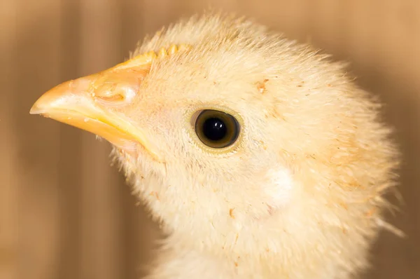 Portrait of a small chicken — Stock Photo, Image