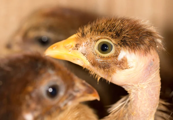 Ritratto di un piccolo pollo — Foto Stock