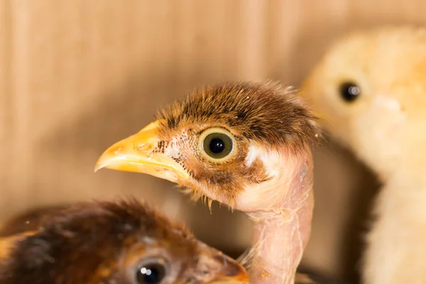 Porträtt av en liten kyckling — Stockfoto