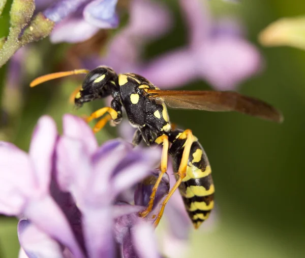 Wasp on a flower lilac. close — Stock Photo, Image
