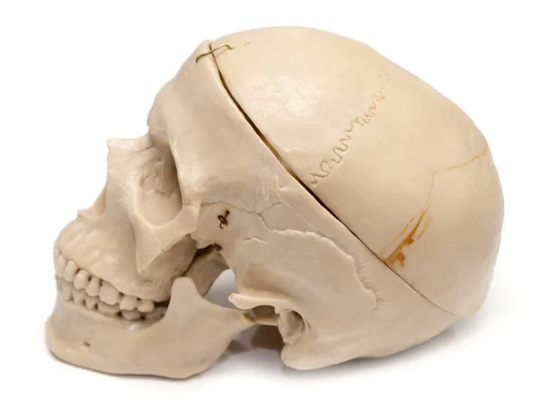 Human skull on a white background — Stock Photo, Image