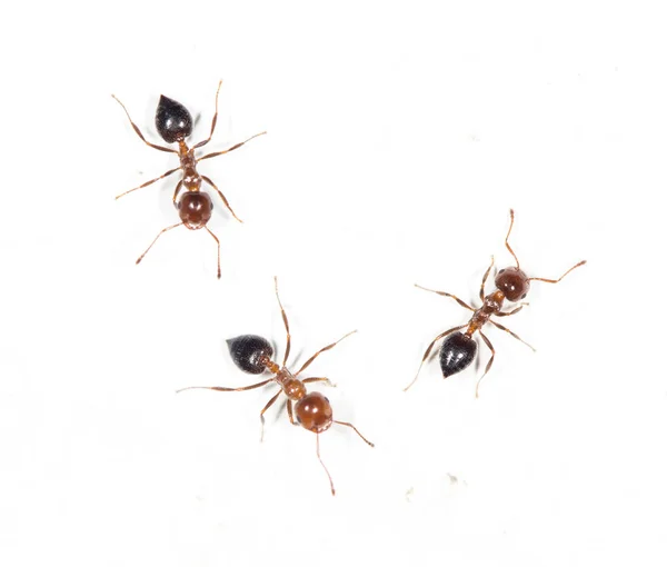 Formigas em uma parede branca. fechar — Fotografia de Stock