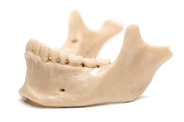在白色背景上的人类颌骨 — 图库照片