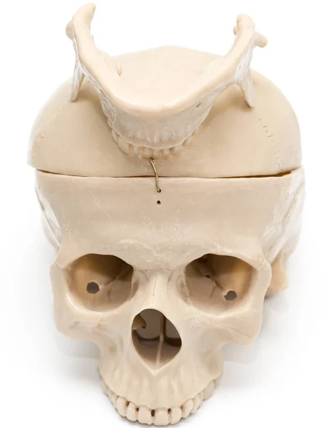 Human skull on a white background — Stock Photo, Image