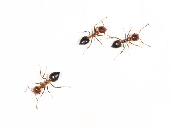 Ants on a white wall. close — Stock Photo, Image