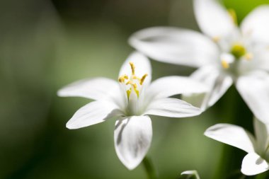 kardelen çiçek doğada. Kapat