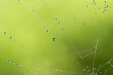 Doğada örümcek ağında su damlacıkları