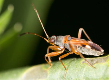 bir böceği üzerindeki yaprak. Kapat