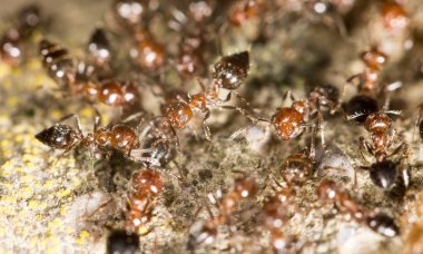 Karıncalar yere. yakın çekim