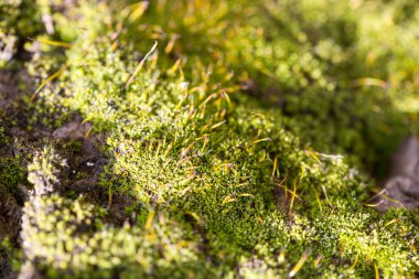doğada moss. makro