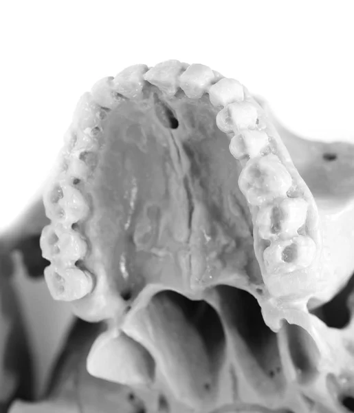 白い背景の上の人間の顎 — ストック写真