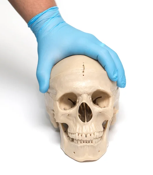 Human skull on a white background — Stock Photo, Image
