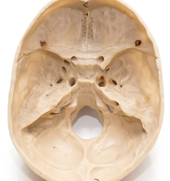 Людський череп на білому тлі — стокове фото