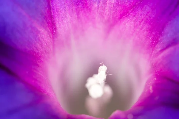 Violette Blume. schließen — Stockfoto