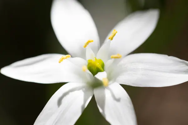 Flor de gota de neve na natureza. fechar — Fotografia de Stock