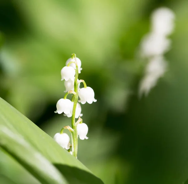 Krásná květina lilie z údolí v přírodě — Stock fotografie