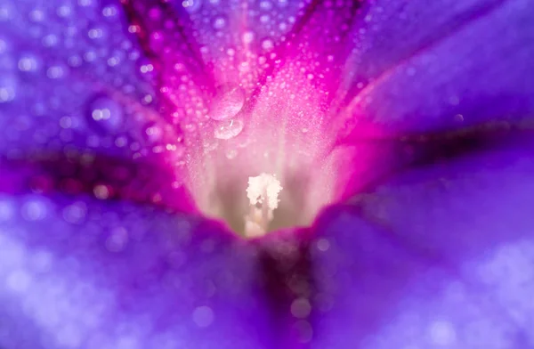 Gotas de agua flor azul en la naturaleza. cerrar — Foto de Stock