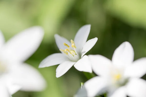 Snowdrop blomma i naturen. Stäng — Stockfoto