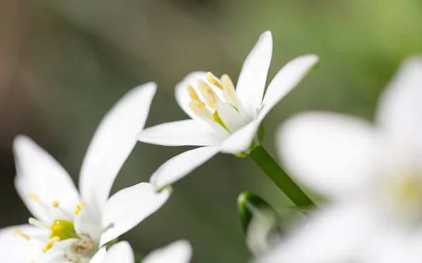 Snowdrop blomma i naturen. Stäng — Stockfoto