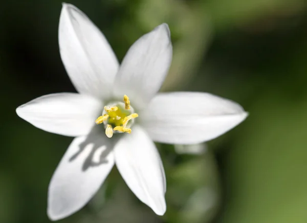 Chute de neige fleur dans la nature. fermer — Photo