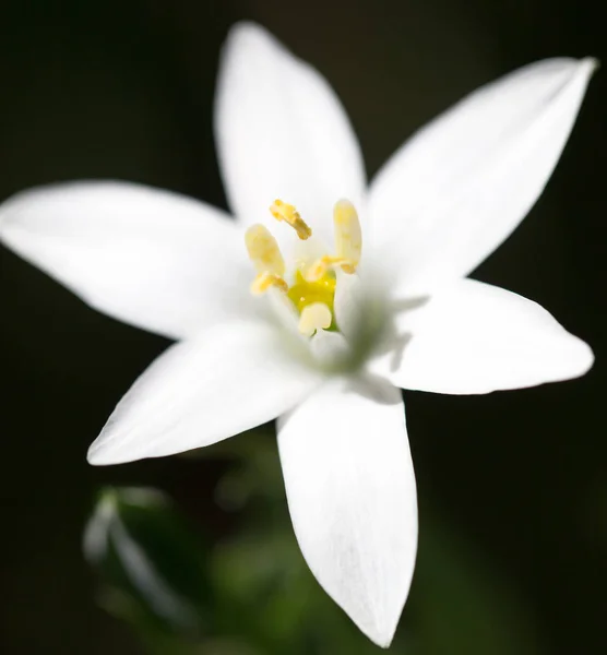 Snowdrop blomma i naturen. Stäng — Stockfoto