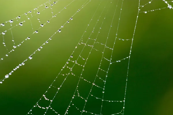 Gotas de agua en una tela de araña en la naturaleza —  Fotos de Stock