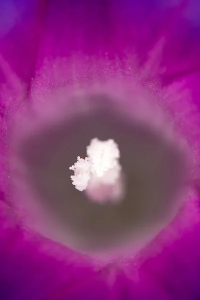 紫の花。閉じる — ストック写真