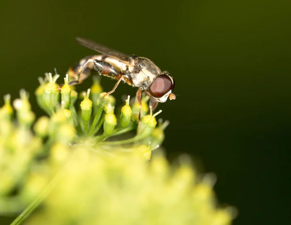 Fly in nature. marco — Stock Photo, Image