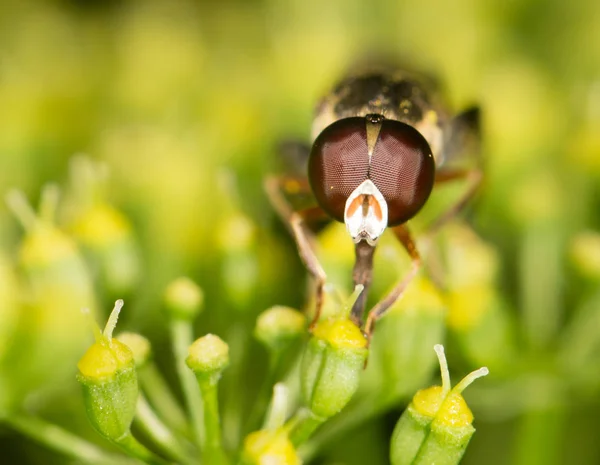 Volar en la naturaleza. marco — Foto de Stock