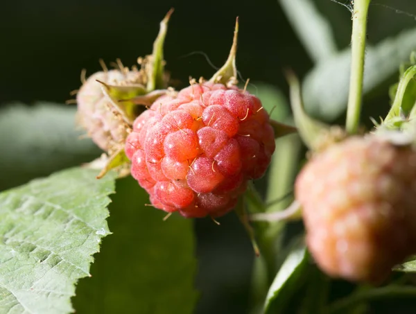 Raspberries in the garden in nature — Stock Photo, Image
