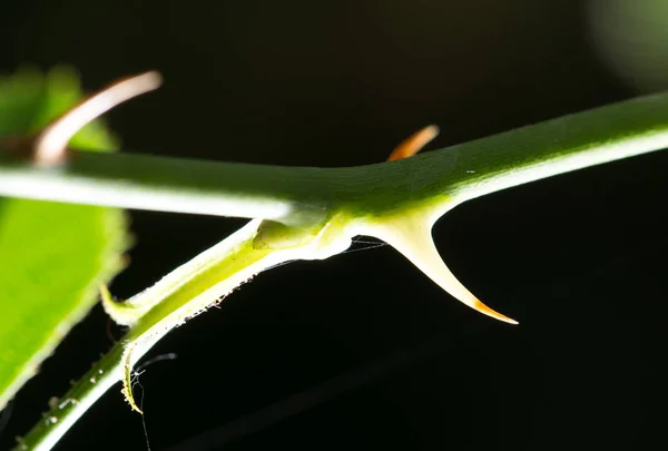 Thorns on a rose branch. close — Stock Photo, Image