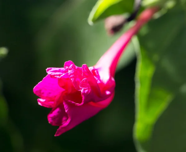 大自然中的红色花朵 — 图库照片