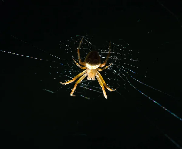 Spinne in der Natur. marco — Stockfoto