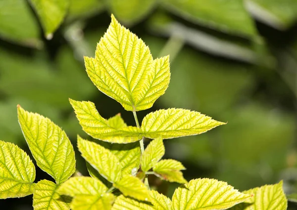 Raspberry leaves after rain — Stock Photo, Image