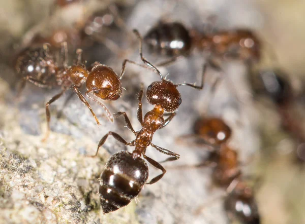 Ants on the ground. close-up — Stock Photo, Image