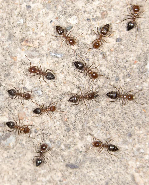 Mieren op de grond. Close-up — Stockfoto