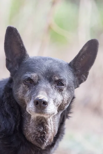 Портрет черной собаки на природе — стоковое фото