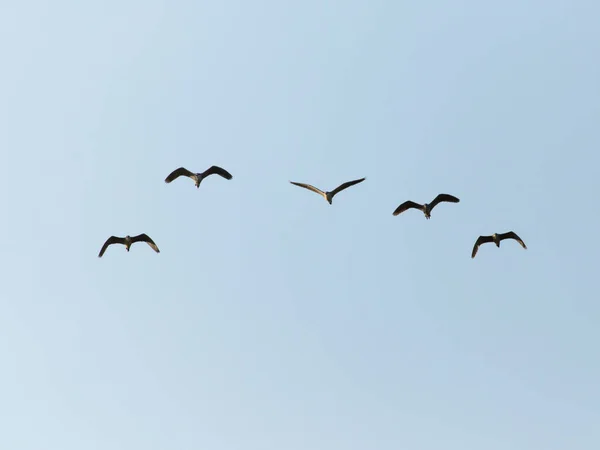 Стая птиц в голубом небе — стоковое фото